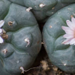 Peyote - cactus
