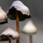 Magic mushroom - Psilocybe Semilanceata