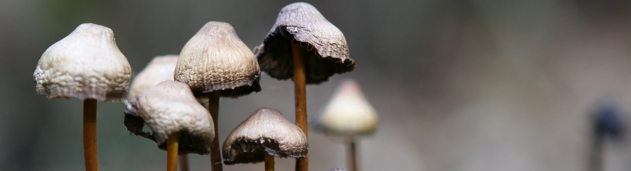 Magic mushroom - Psilocybe Semilanceata